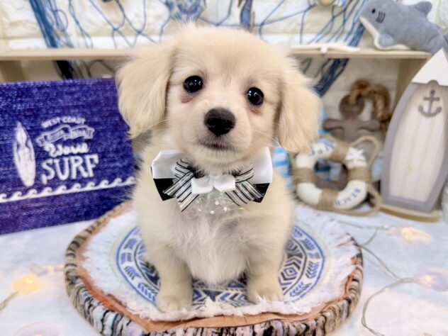 兵庫県のハーフ犬・ミックス犬 (ワンキャラット アミーゴ姫路花田店/2026年5月18日生まれ/女の子/クリーム)の子犬の3枚目の画像