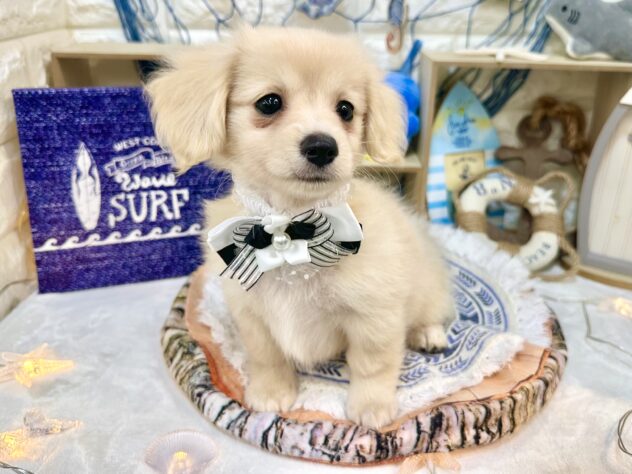 兵庫県のハーフ犬・ミックス犬 (ワンキャラット アミーゴ姫路花田店/2026年5月18日生まれ/女の子/クリーム)の子犬の4枚目の画像