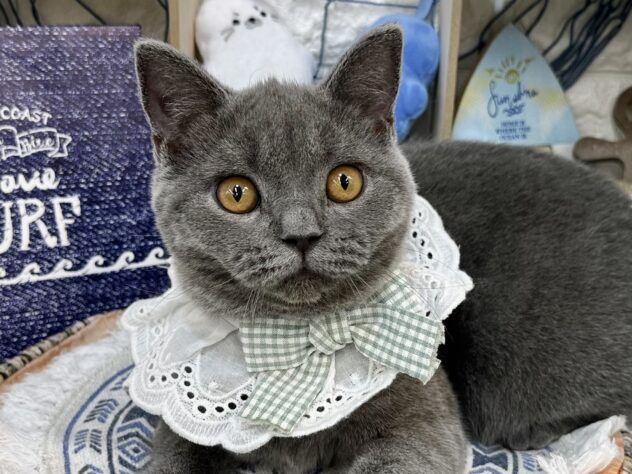 兵庫県のブリティッシュショートヘアー (ワンキャラット アミーゴ姫路花田店/2026年2月8日生まれ/女の子/ブルー)の子猫の1枚目の画像