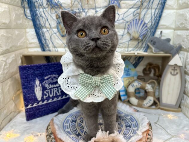 兵庫県のブリティッシュショートヘアー (ワンキャラット アミーゴ姫路花田店/2026年2月8日生まれ/女の子/ブルー)の子猫の2枚目の画像