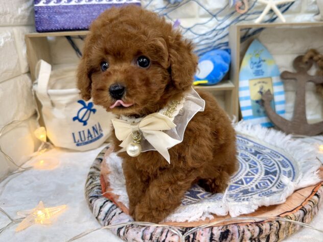 兵庫県のトイプードル(トイ) (ワンキャラット アミーゴ姫路花田店/2026年5月20日生まれ/女の子/レッドフォーン)の子犬の4枚目の画像