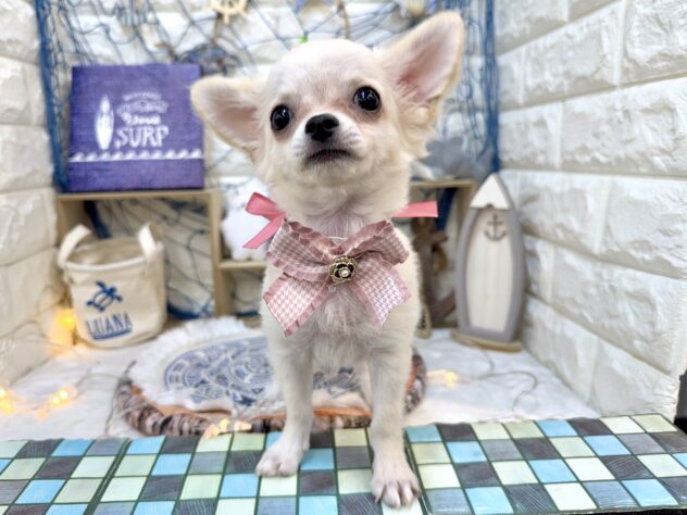 兵庫県のチワワ(ロング) (ワンキャラット アミーゴ姫路花田店/2026年4月20日生まれ/女の子/クリーム)の子犬の3枚目の画像