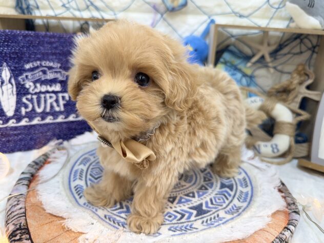 兵庫県のハーフ犬・ミックス犬 (ワンキャラット アミーゴ姫路花田店/2026年5月30日生まれ/女の子/アプリコット)の子犬の3枚目の画像