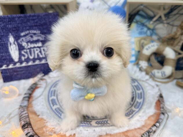 兵庫県のハーフ犬・ミックス犬 (ワンキャラット アミーゴ姫路花田店/2026年5月30日生まれ/女の子/アプリコット)の子犬の2枚目の画像