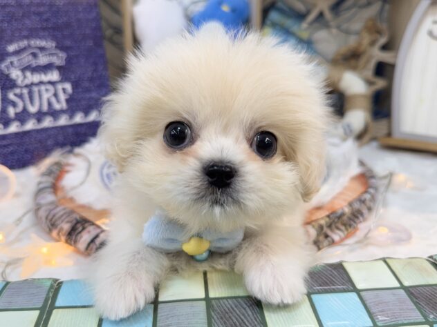 兵庫県のハーフ犬・ミックス犬 (ワンキャラット アミーゴ姫路花田店/2026年5月30日生まれ/女の子/アプリコット)の子犬の1枚目の画像