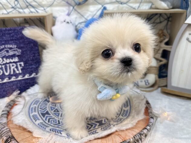兵庫県のハーフ犬・ミックス犬 (ワンキャラット アミーゴ姫路花田店/2026年5月30日生まれ/女の子/アプリコット)の子犬の3枚目の画像