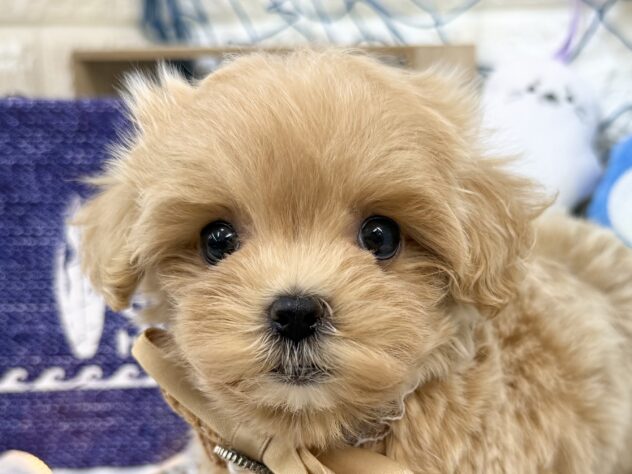 兵庫県のハーフ犬・ミックス犬 (ワンキャラット アミーゴ姫路花田店/2026年5月30日生まれ/女の子/アプリコット)の子犬の1枚目の画像