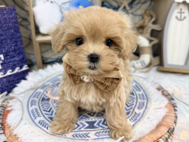 兵庫県のハーフ犬・ミックス犬 (ワンキャラット アミーゴ姫路花田店/2026年5月30日生まれ/女の子/アプリコット)の子犬の2枚目の画像