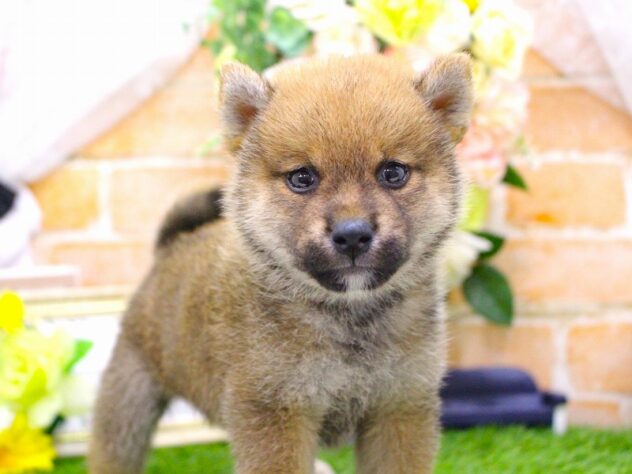 兵庫県の豆柴 (ペット・プラザ アミーゴ三田店/2026年5月14日生まれ/男の子/赤)の子犬の2枚目の画像