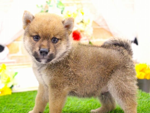 兵庫県の豆柴 (ペット・プラザ アミーゴ三田店/2026年5月14日生まれ/男の子/赤)の子犬の3枚目の画像