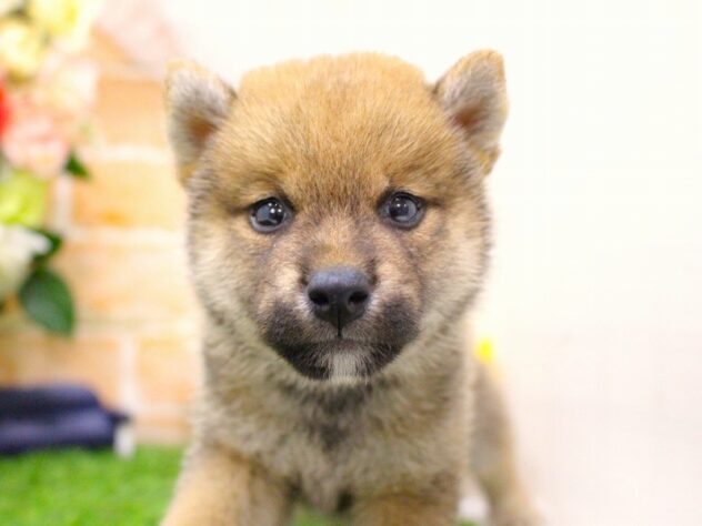 兵庫県の豆柴 (ペット・プラザ アミーゴ三田店/2026年5月14日生まれ/男の子/赤)の子犬の4枚目の画像