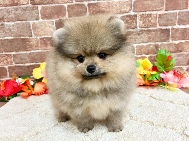 広島県のポメラニアン (アミーゴ西条店/2026年5月6日生まれ/女の子/ウルフセーブル)の子犬