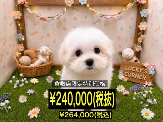 岡山県のマルチーズ (アミーゴ倉敷店/2026年5月4日生まれ/女の子/ホワイト)の子犬