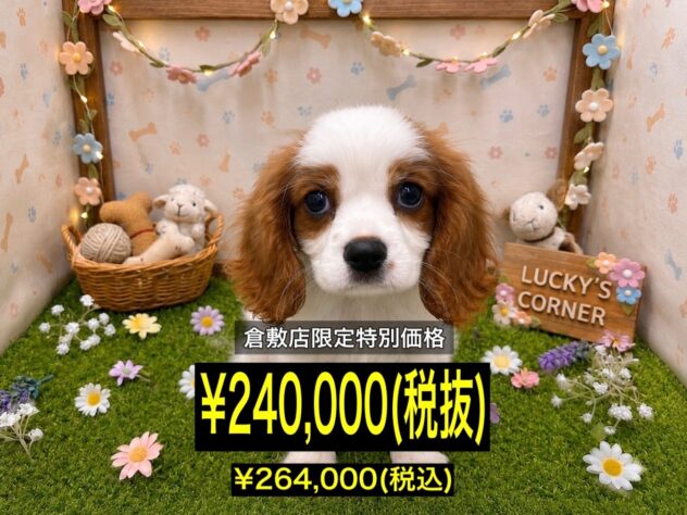 岡山県のキャバリアキングチャールズスパニエル (アミーゴ倉敷店/2026年5月4日生まれ/男の子/ブレンハイム)の子犬