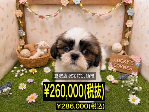岡山県のシーズー (アミーゴ倉敷店/2026年5月3日生まれ/女の子/ホワイトゴールド)の子犬
