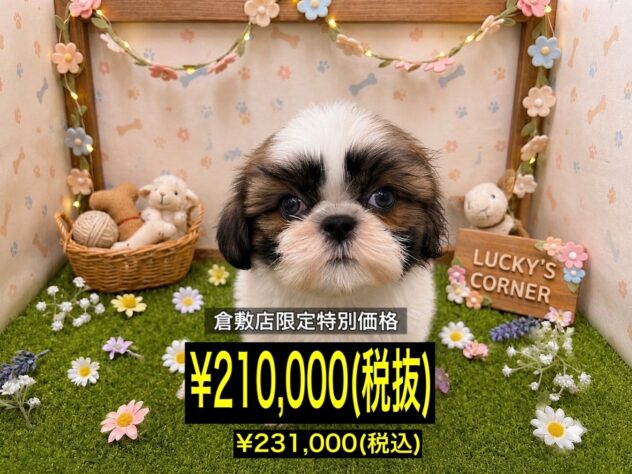 岡山県のシーズー (アミーゴ倉敷店/2026年5月3日生まれ/男の子/ホワイトゴールド)の子犬