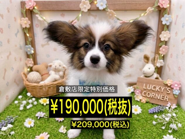 岡山県のパピヨン (アミーゴ倉敷店/2026年3月8日生まれ/男の子/ホワイトセーブル)の子犬