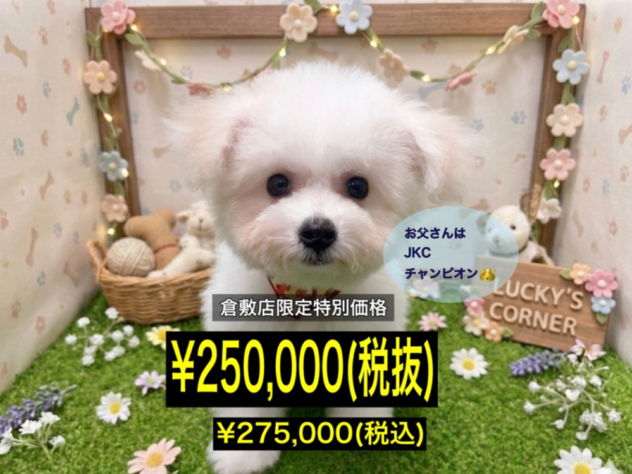 岡山県のビションフリーゼ (アミーゴ倉敷店/2026年3月22日生まれ/女の子/ホワイト)の子犬