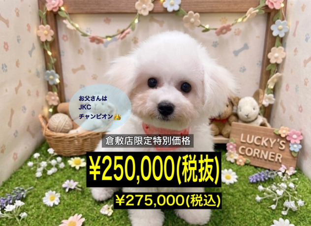 岡山県のビションフリーゼ (アミーゴ倉敷店/2026年3月22日生まれ/女の子/ホワイト)の子犬
