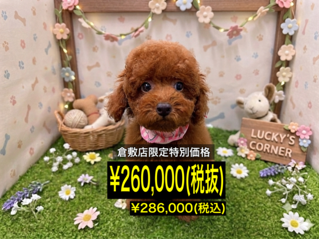 岡山県のトイプードル(トイ) (アミーゴ倉敷店/2026年4月12日生まれ/女の子/レッドフォーン)の子犬
