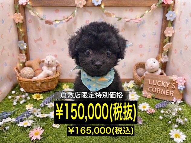 岡山県のハーフ犬・ミックス犬 (アミーゴ倉敷店/2026年5月11日生まれ/男の子/ブラック)の子犬