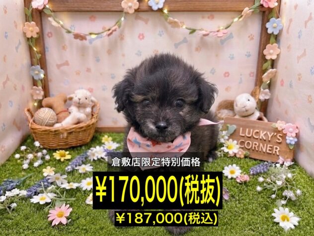 岡山県のハーフ犬・ミックス犬 (アミーゴ倉敷店/2026年5月11日生まれ/女の子/ブリンドル)の子犬