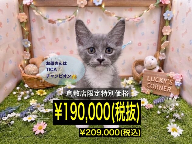 岡山県のサイベリアン (アミーゴ倉敷店/2026年4月29日生まれ/女の子/ブルーマッカレルタビーホワイト)の子猫