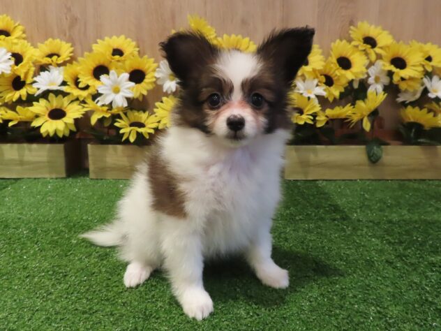 兵庫県のパピヨン (アミーゴ伊丹店/2026年5月5日生まれ/女の子/ホワイトブラウン)の子犬の1枚目の画像