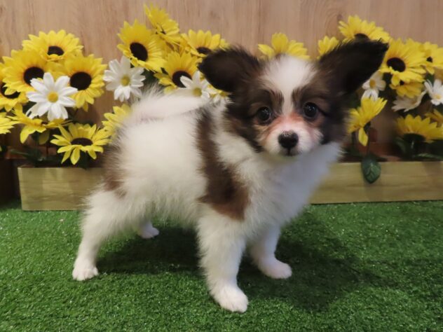 兵庫県のパピヨン (アミーゴ伊丹店/2026年5月5日生まれ/女の子/ホワイトブラウン)の子犬の2枚目の画像