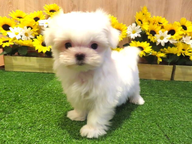 兵庫県のマルチーズ (アミーゴ伊丹店/2026年5月11日生まれ/女の子/ホワイト)の子犬