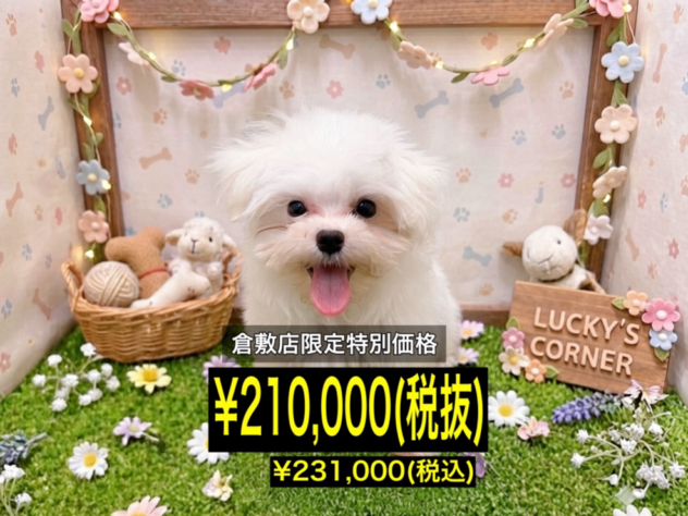 岡山県のマルチーズ (アミーゴ倉敷店/2026年4月5日生まれ/女の子/ホワイト)の子犬