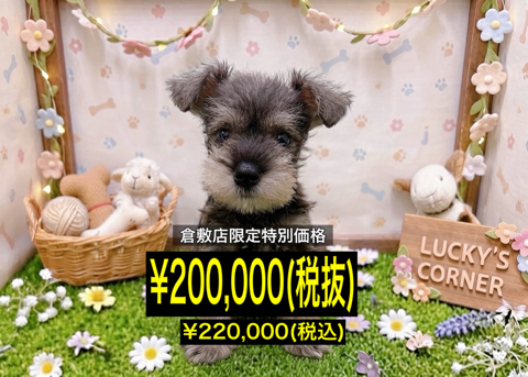 岡山県のミニチュアシュナウザー (アミーゴ倉敷店/2026年5月18日生まれ/女の子/ソルトペッパー)の子犬