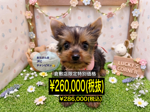 岡山県のヨークシャーテリア (アミーゴ倉敷店/2026年5月17日生まれ/女の子/スチールブルータン)の子犬