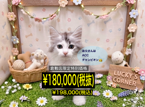 岡山県のノルウェージャンフォレストキャット (アミーゴ倉敷店/2026年5月6日生まれ/女の子/シルバータビーホワイト)の子猫