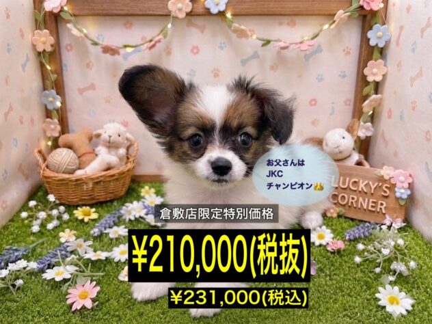 岡山県のパピヨン (アミーゴ倉敷店/2026年5月10日生まれ/女の子/レッドセーブルホワイト)の子犬