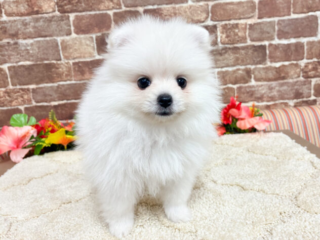 広島県のポメラニアン (アミーゴ西条店/2026年5月10日生まれ/女の子/ホワイト)の子犬の2枚目の画像