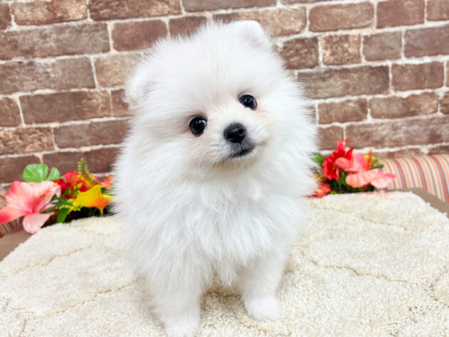 広島県のポメラニアン (アミーゴ西条店/2026年5月10日生まれ/女の子/ホワイト)の子犬の1枚目の画像