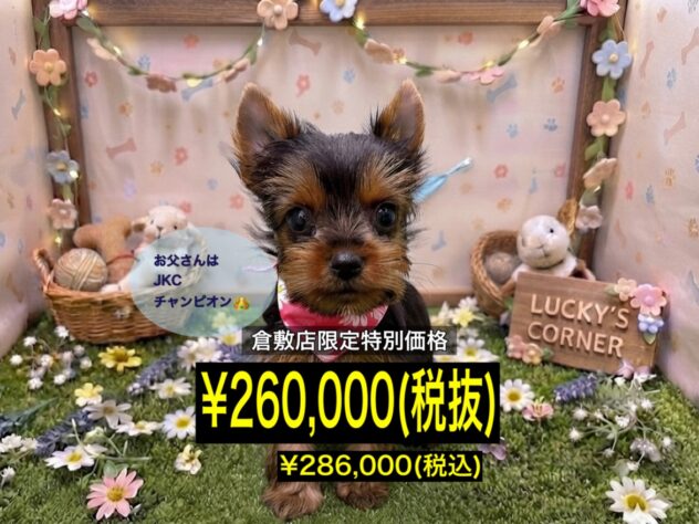 岡山県のヨークシャーテリア (アミーゴ倉敷店/2026年5月17日生まれ/女の子/スチールブルータン)の子犬