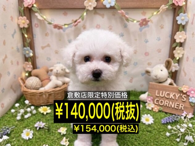 岡山県のハーフ犬・ミックス犬 (アミーゴ倉敷店/2026年5月24日生まれ/男の子/ホワイト)の子犬