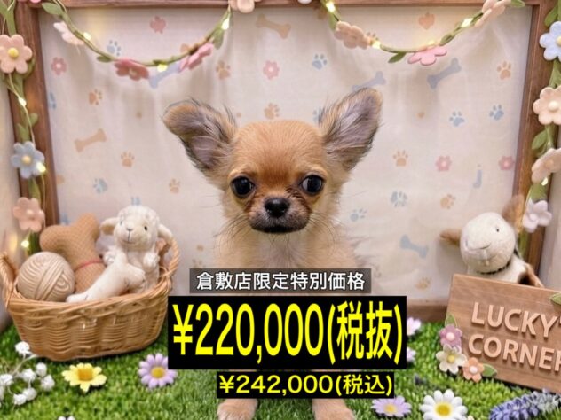 岡山県のチワワ(ロング) (アミーゴ倉敷店/2026年5月4日生まれ/女の子/フォーン)の子犬