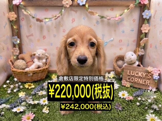 岡山県のミニチュアダックスフンド(ロング) (アミーゴ倉敷店/2026年5月25日生まれ/女の子/ゴールド)の子犬