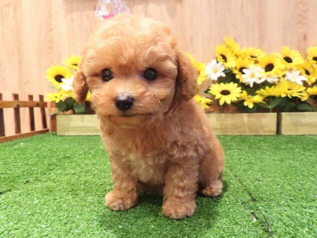 兵庫県のトイプードル(トイ) (アミーゴ伊丹店/2026年6月2日生まれ/男の子/オレンジフォーン)の子犬の2枚目の画像