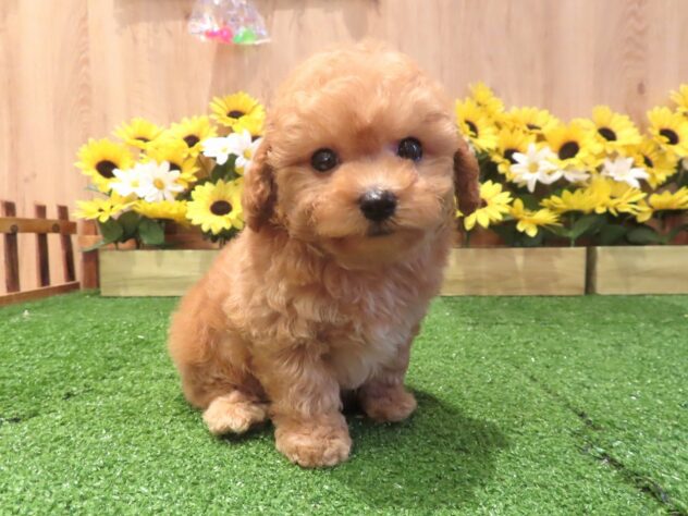 兵庫県のトイプードル(トイ) (アミーゴ伊丹店/2026年6月2日生まれ/男の子/オレンジフォーン)の子犬の1枚目の画像