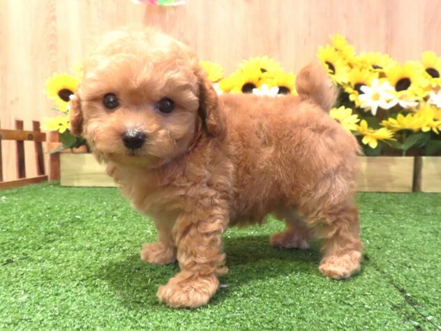 兵庫県のトイプードル(トイ) (アミーゴ伊丹店/2026年6月2日生まれ/男の子/オレンジフォーン)の子犬の3枚目の画像
