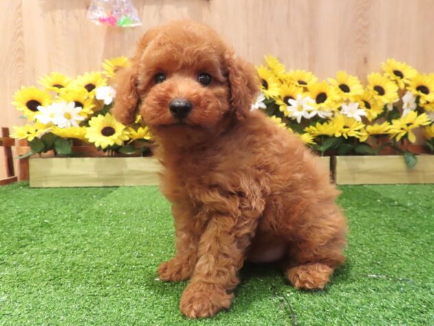 兵庫県のトイプードル(トイ) (アミーゴ伊丹店/2026年6月2日生まれ/男の子/レッドフォーン)の子犬の1枚目の画像