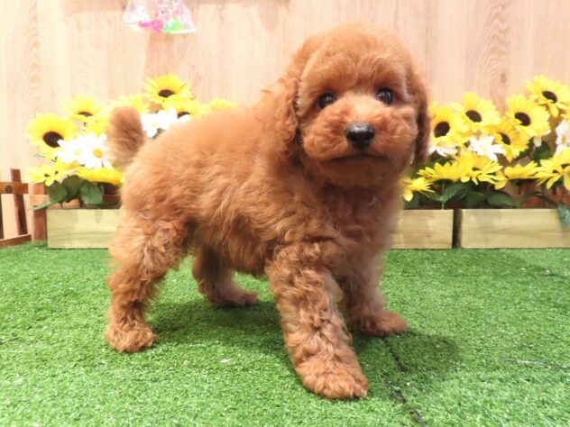 兵庫県のトイプードル(トイ) (アミーゴ伊丹店/2026年6月2日生まれ/男の子/レッドフォーン)の子犬の3枚目の画像