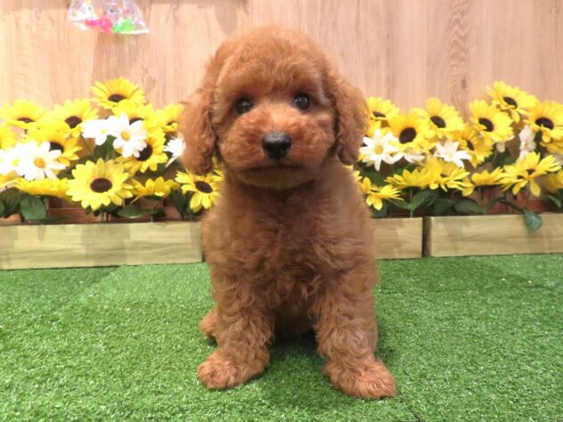 兵庫県のトイプードル(トイ) (アミーゴ伊丹店/2026年6月2日生まれ/男の子/レッドフォーン)の子犬の2枚目の画像