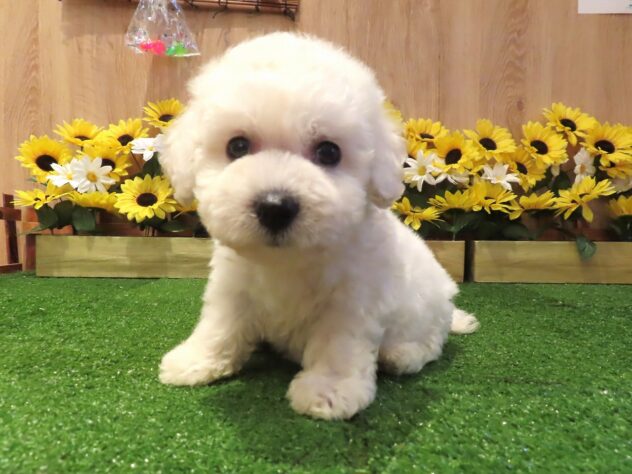 兵庫県のビションフリーゼ (アミーゴ伊丹店/2026年6月2日生まれ/男の子/ホワイト)の子犬の2枚目の画像
