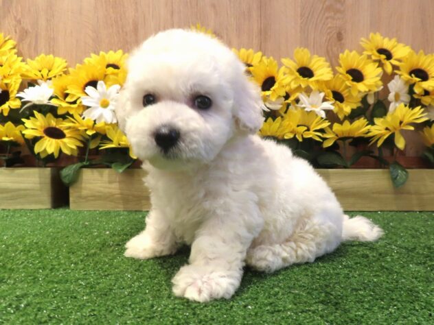 兵庫県のビションフリーゼ (アミーゴ伊丹店/2026年6月2日生まれ/男の子/ホワイト)の子犬の1枚目の画像