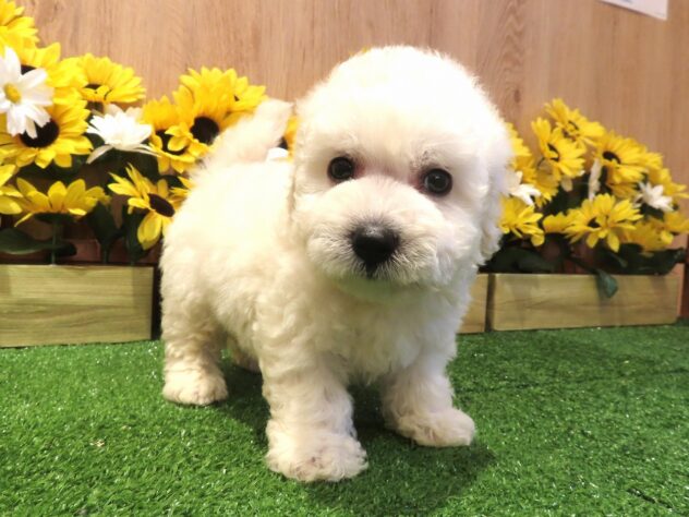 兵庫県のビションフリーゼ (アミーゴ伊丹店/2026年6月2日生まれ/男の子/ホワイト)の子犬の3枚目の画像